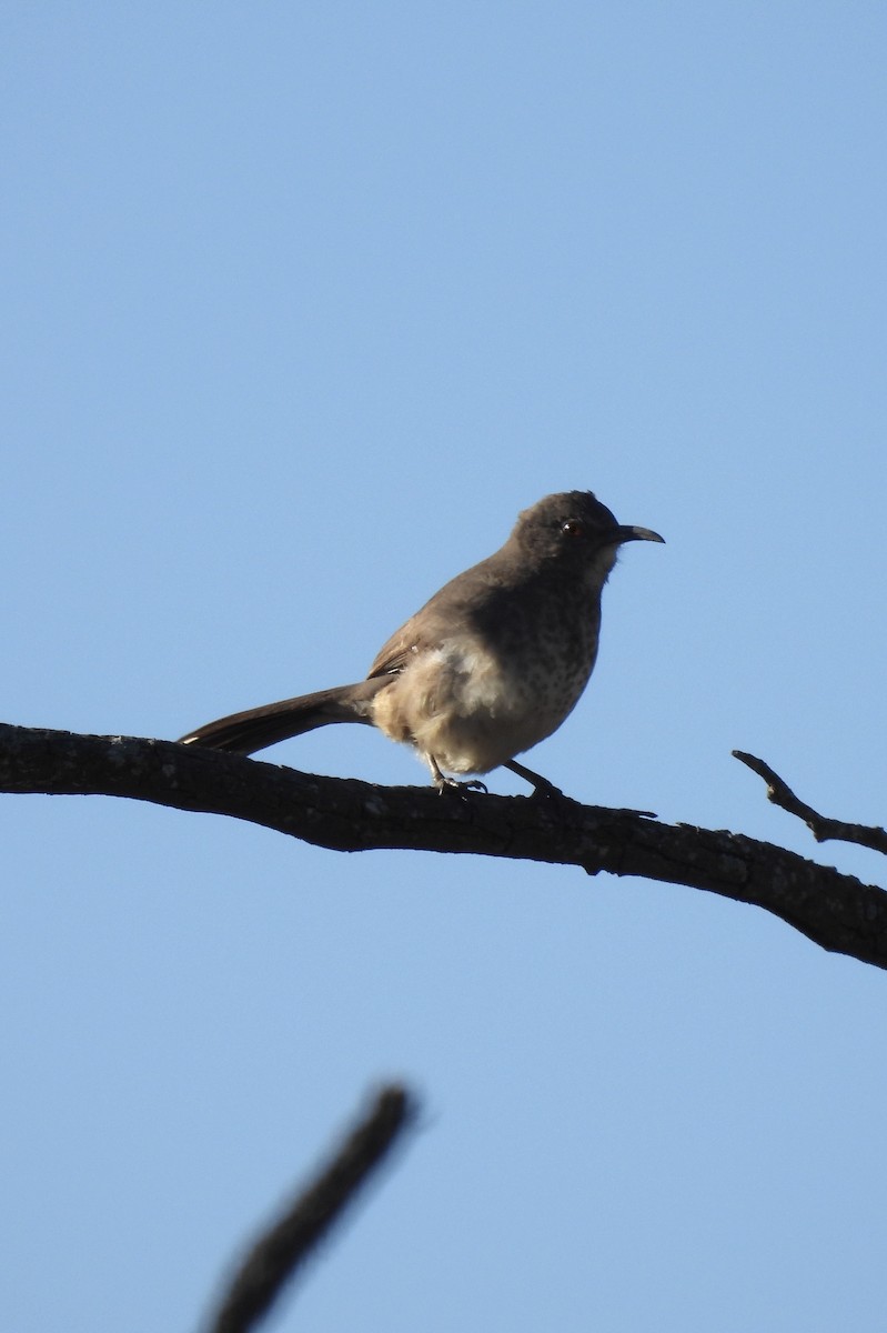 Curve-billed Thrasher - ML629955362