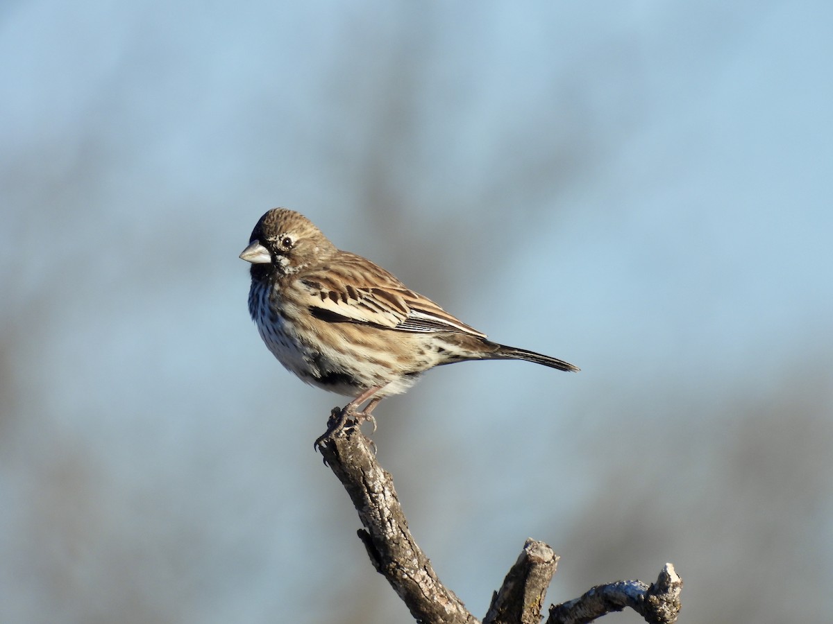 Lark Bunting - ML629955374