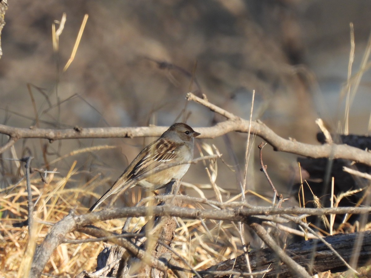 White-crowned Sparrow - ML629955379