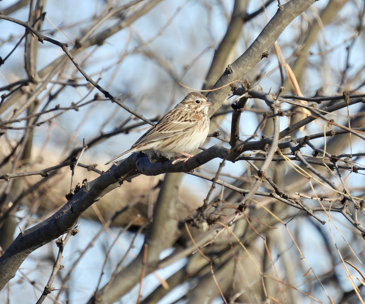 Vesper Sparrow - ML629955387