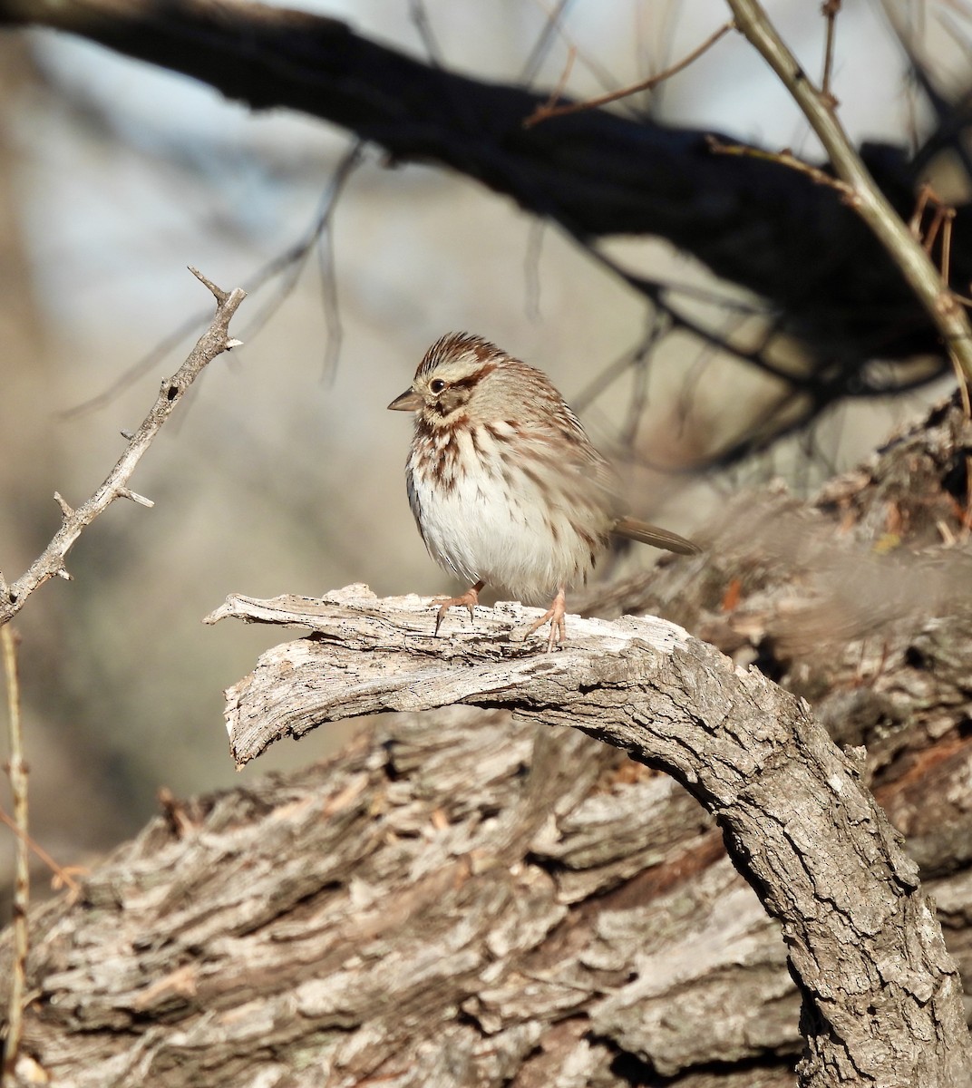 Song Sparrow - ML629955394