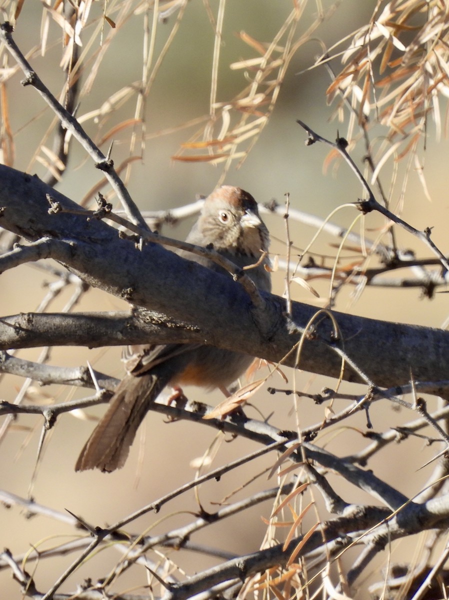 Canyon Towhee - ML629955407