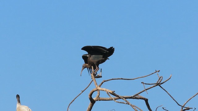 Red-naped Ibis - ML629955444