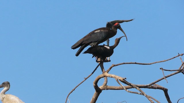 Red-naped Ibis - ML629955447