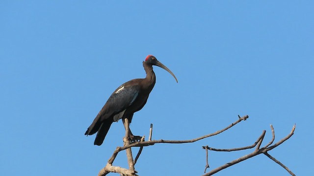 Red-naped Ibis - ML629955448