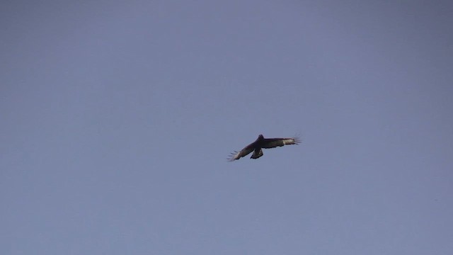 Long-crested Eagle - ML629955601