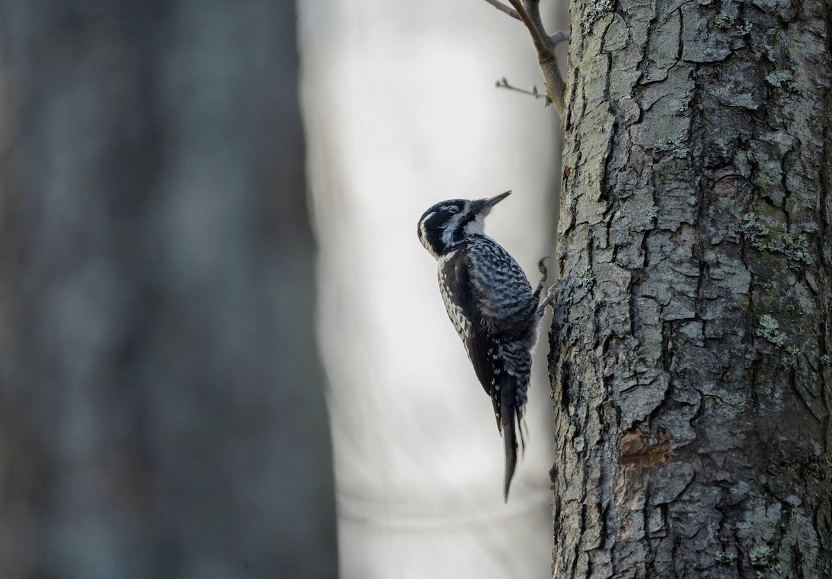 Eurasian Three-toed Woodpecker - ML629955619