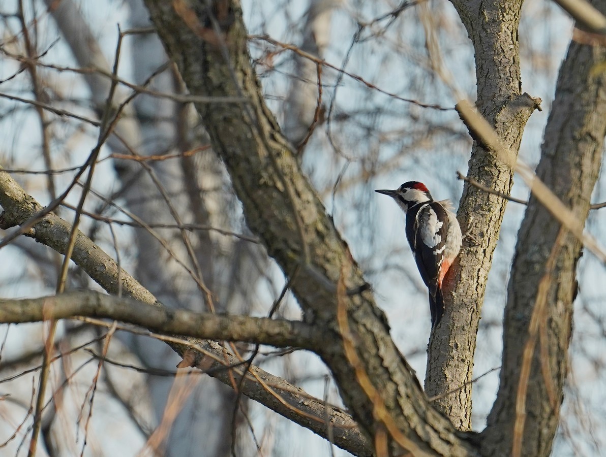 Syrian Woodpecker - ML629955634