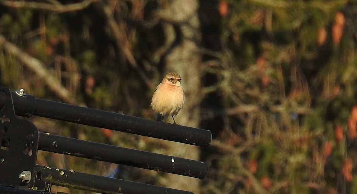 Трав'янка білошия - ML629955694