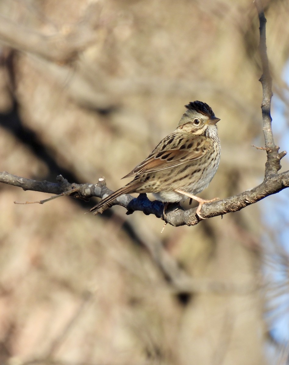 Lincoln's Sparrow - ML629955768