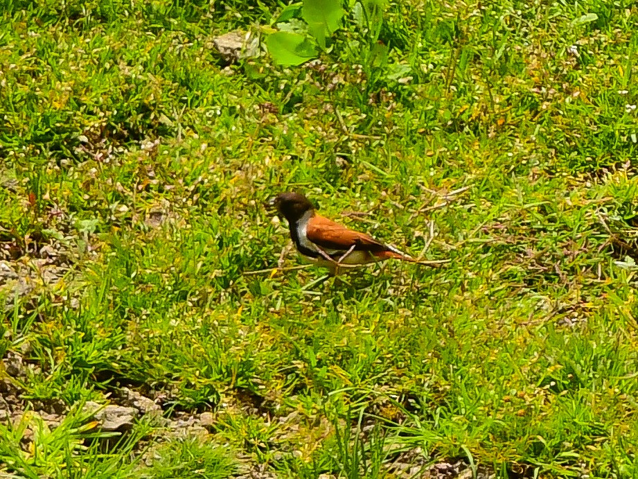 Black-headed Canary - ML629955792
