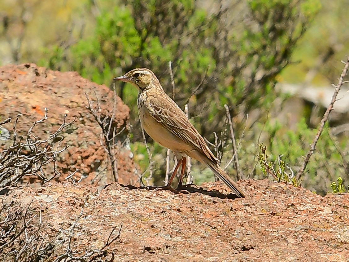 Mountain Pipit - ML629955865