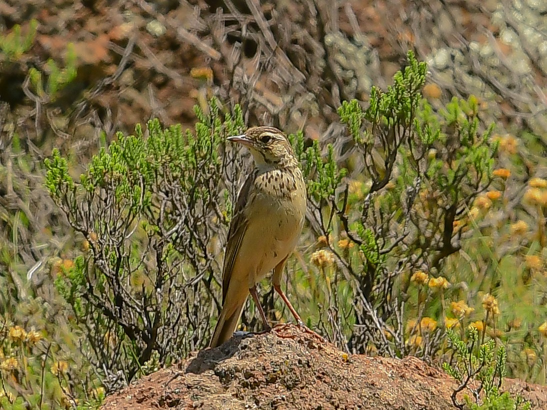 Mountain Pipit - ML629955866