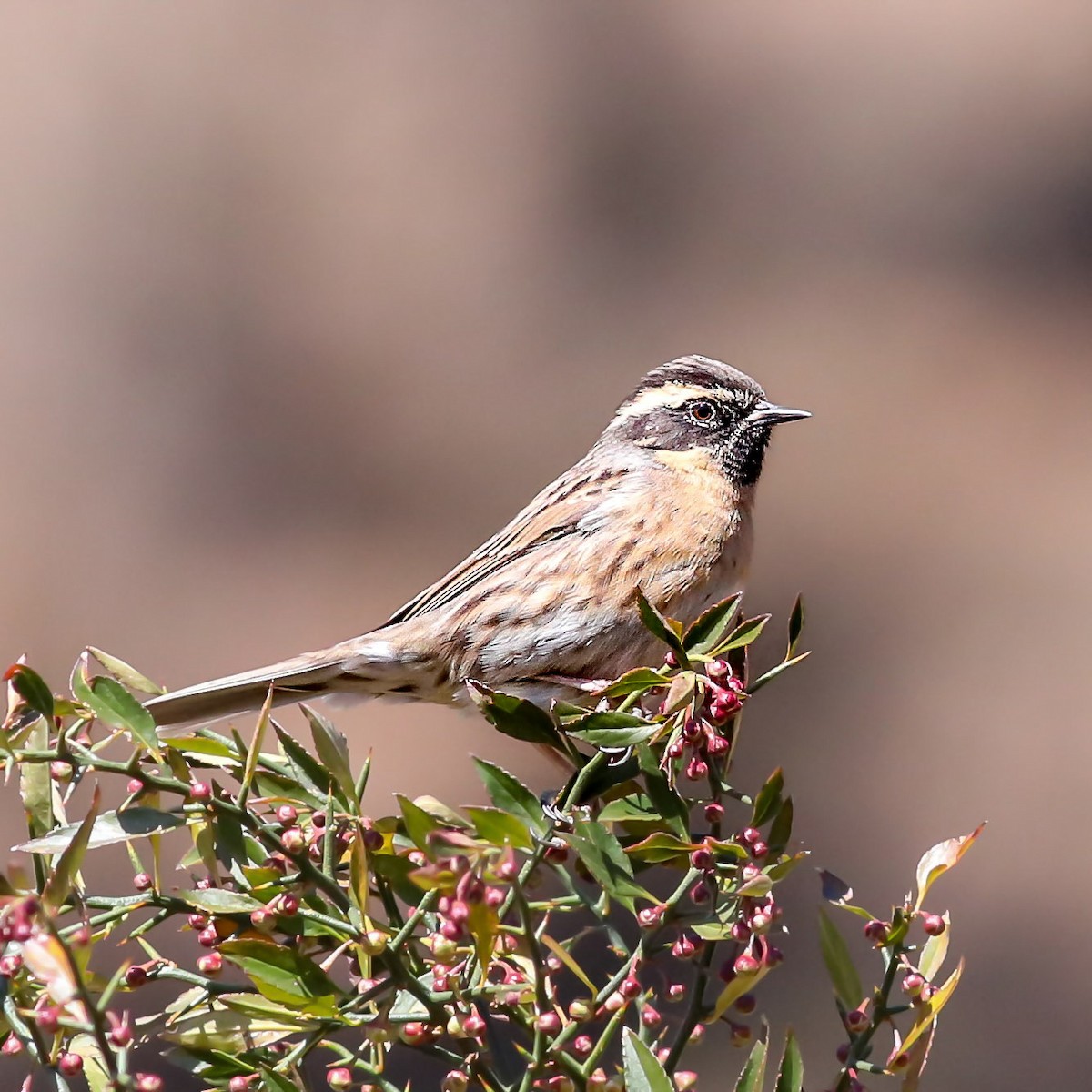 Black-throated Accentor - ML629955916