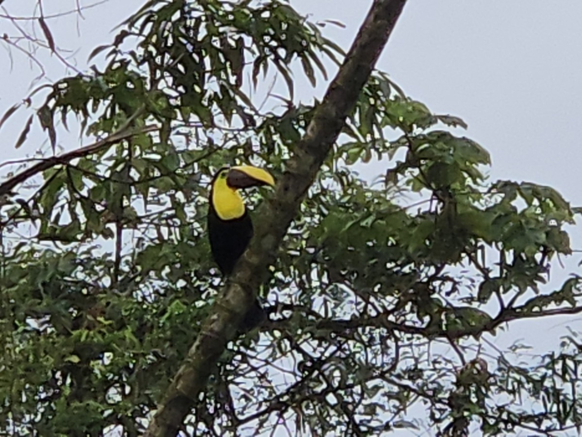 Yellow-throated Toucan - ML629956017