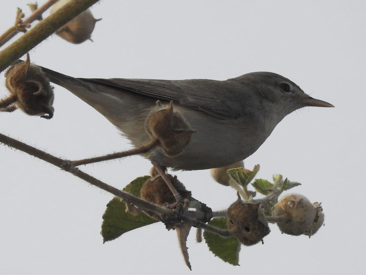 Sykes's Warbler - ML629956056
