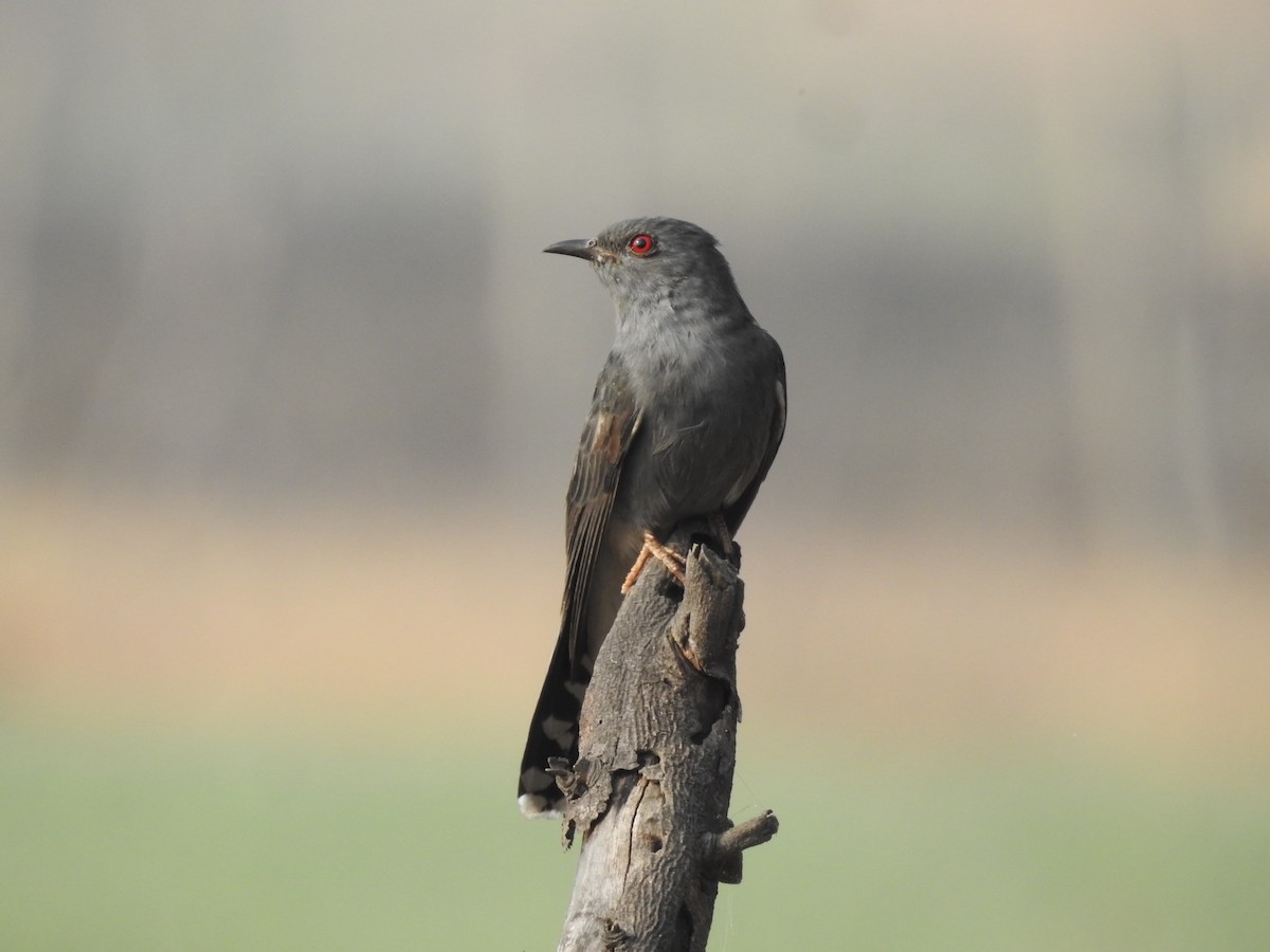 Gray-bellied Cuckoo - ML629956087