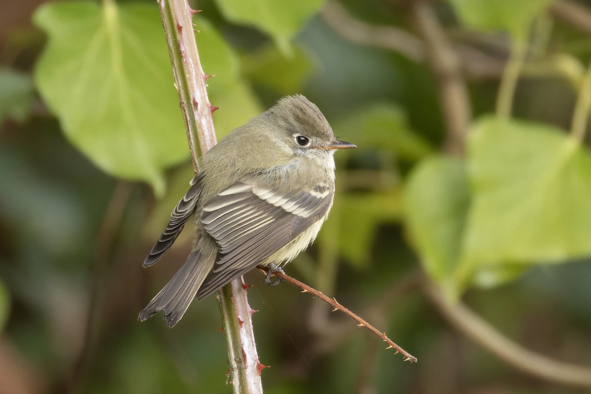 Hammond's Flycatcher - ML629956094