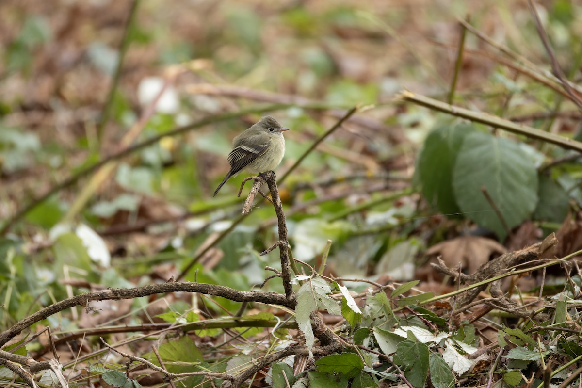 Hammond's Flycatcher - ML629956107