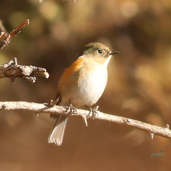 Himalayan Bluetail - ML629956109