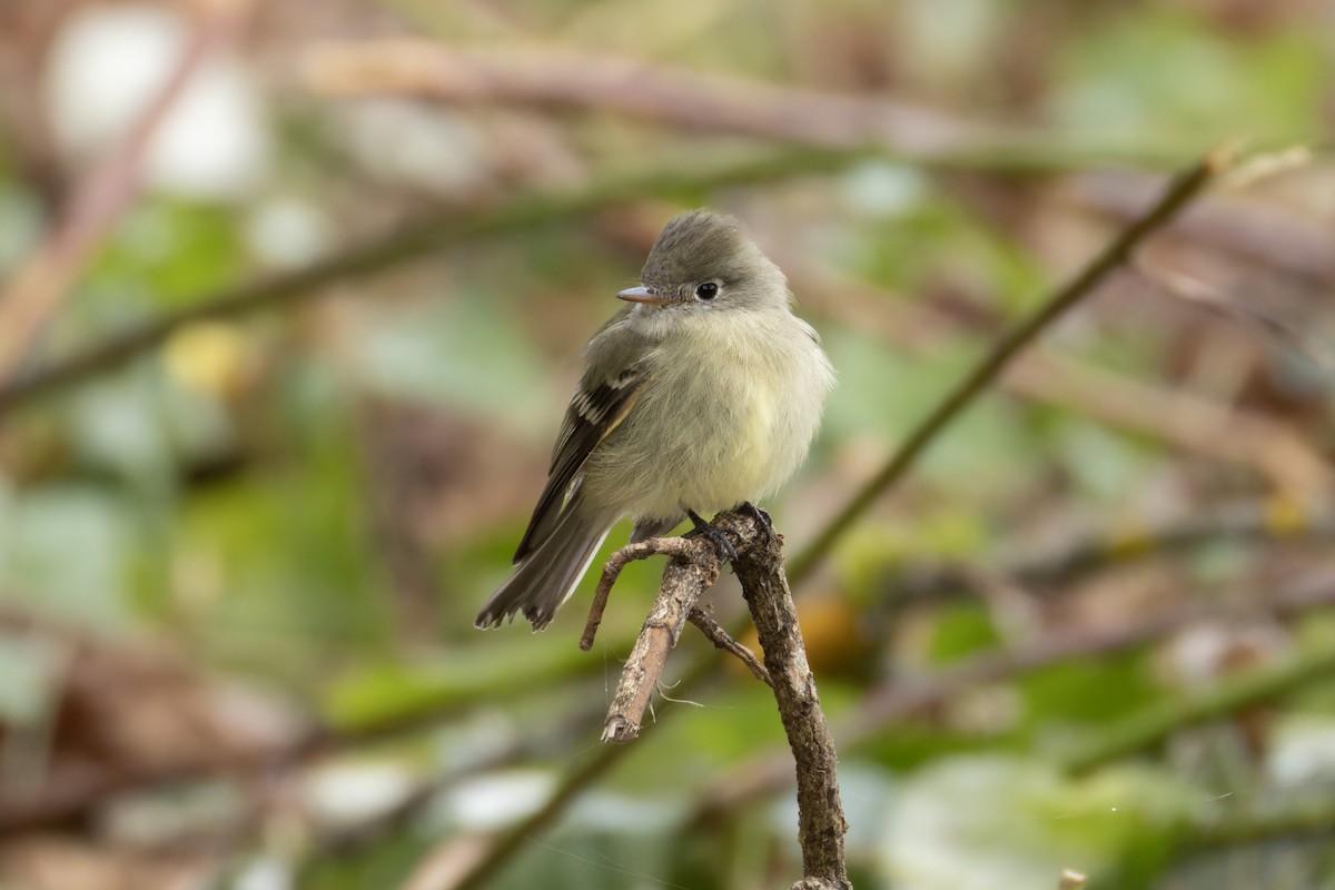 Hammond's Flycatcher - ML629956110