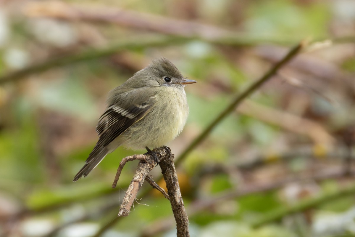 Hammond's Flycatcher - ML629956112