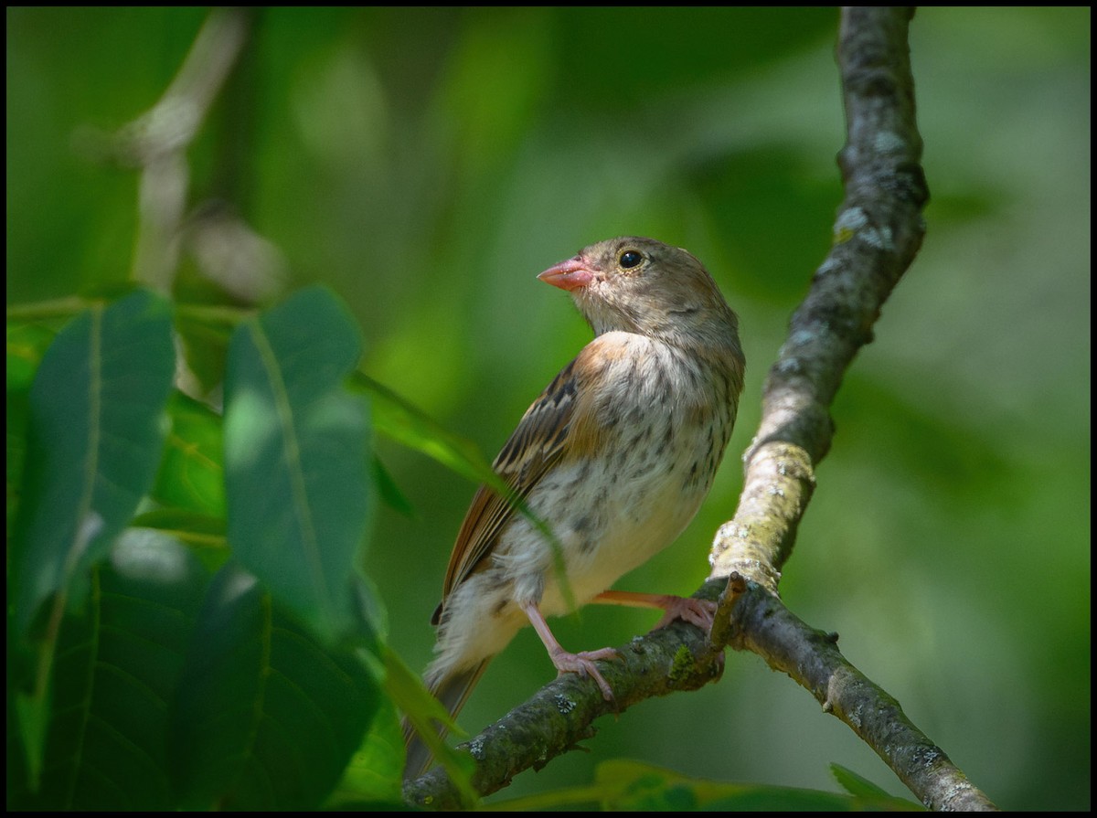 Field Sparrow - Jim Emery