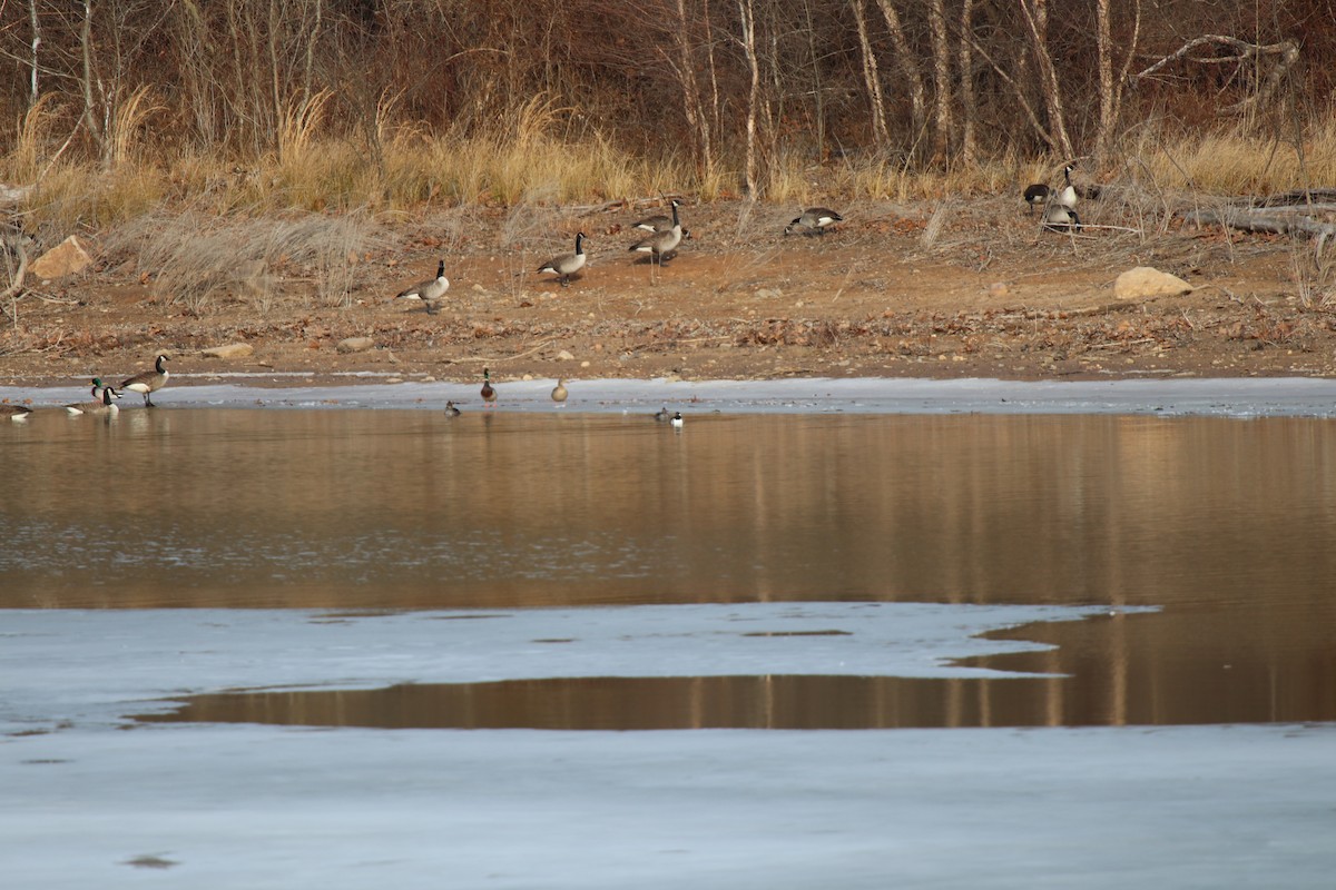 Kappensäger - ML629956320