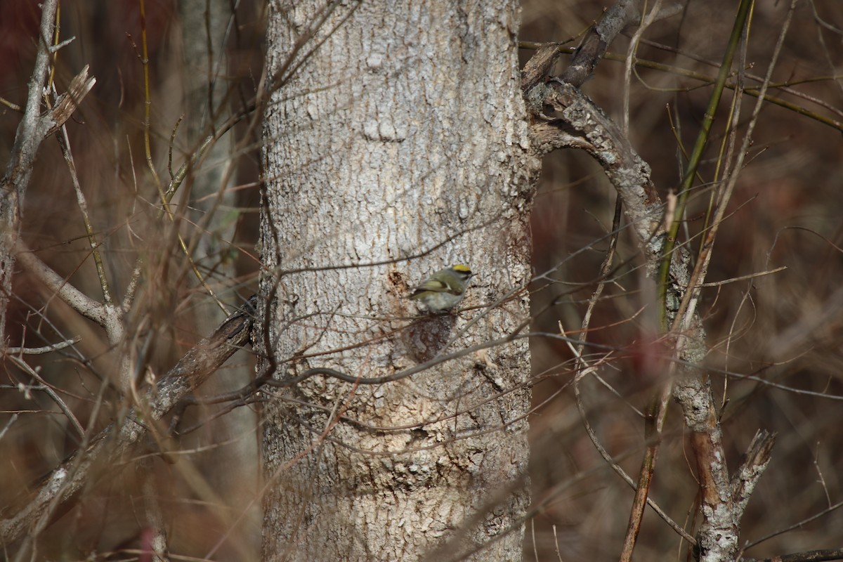 Indianergoldhähnchen - ML629956347