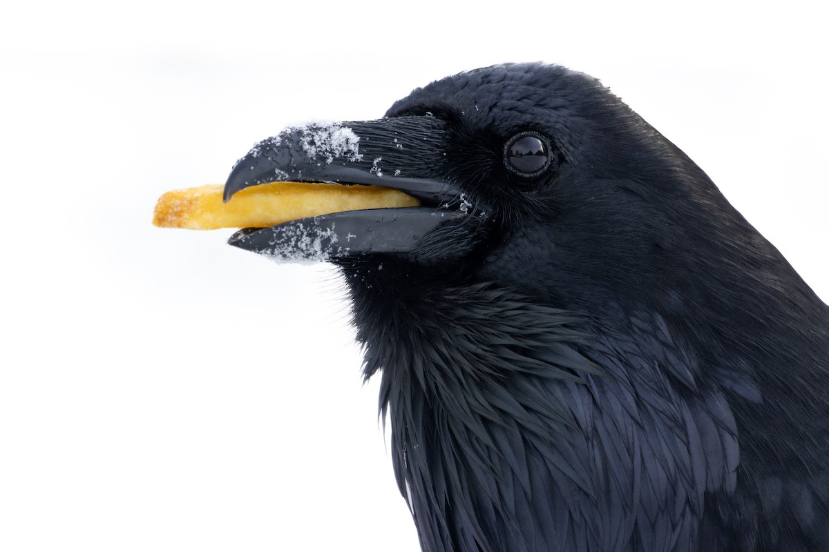 Corvo imperiale - ML629956387