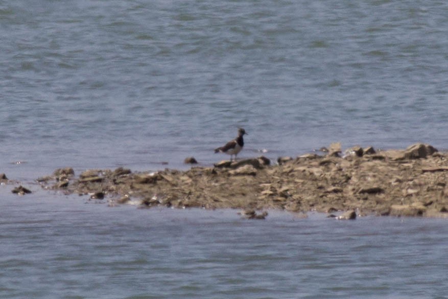 Northern Lapwing - Ana  Botelho