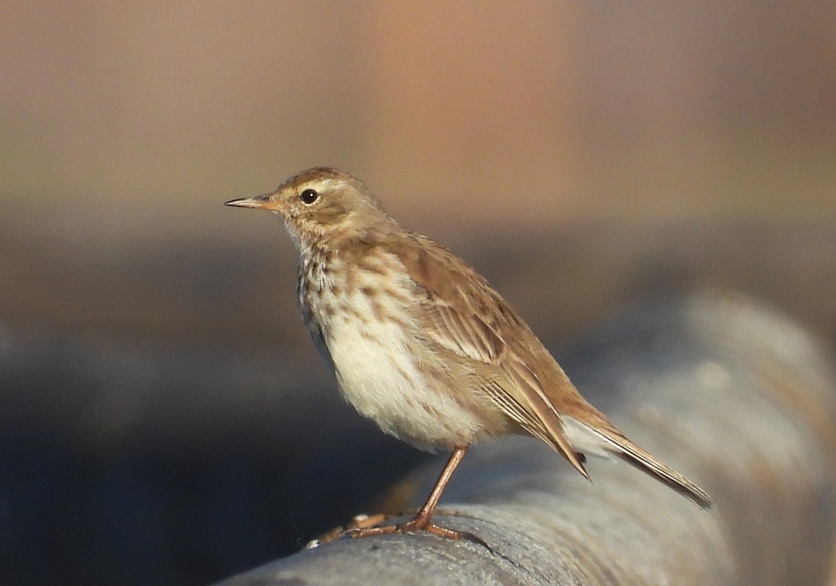 Water Pipit - Javier Fregenal Díaz