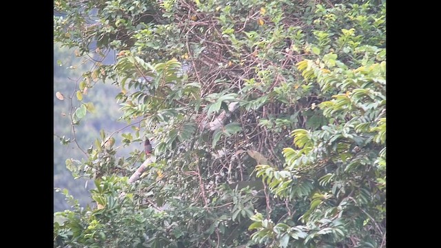 arassari bledozobý (ssp. flavirostris) - ML629956929