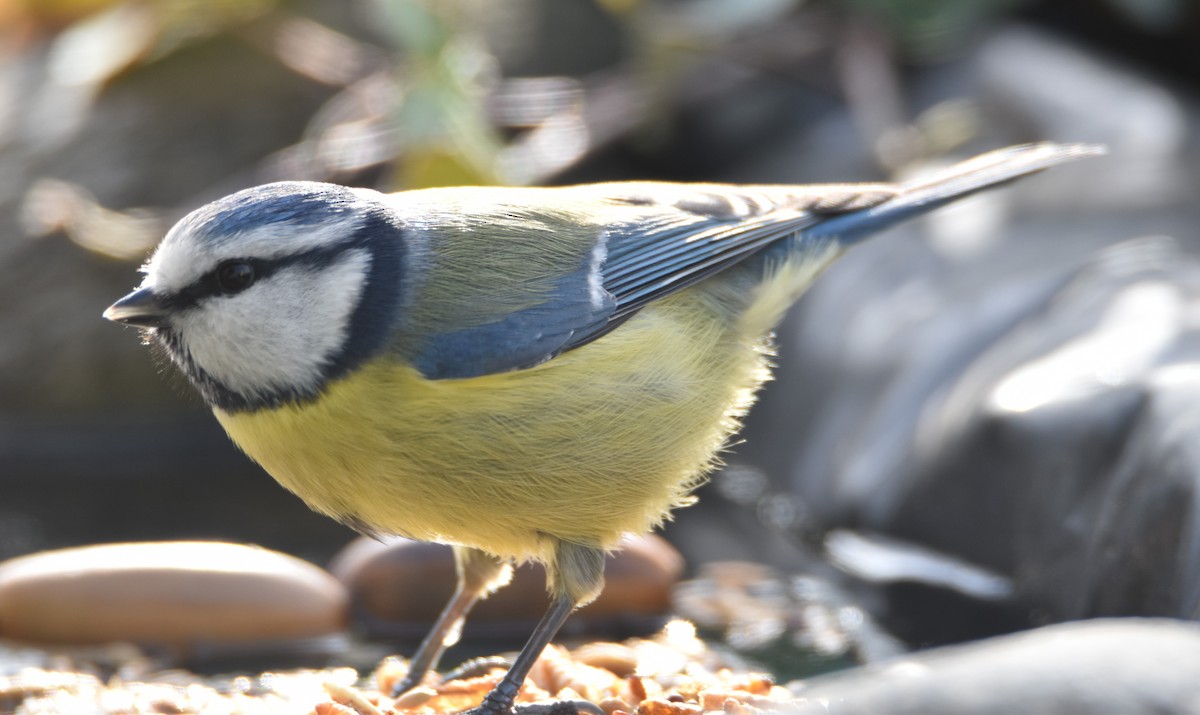 Eurasian Blue Tit - ML629957018