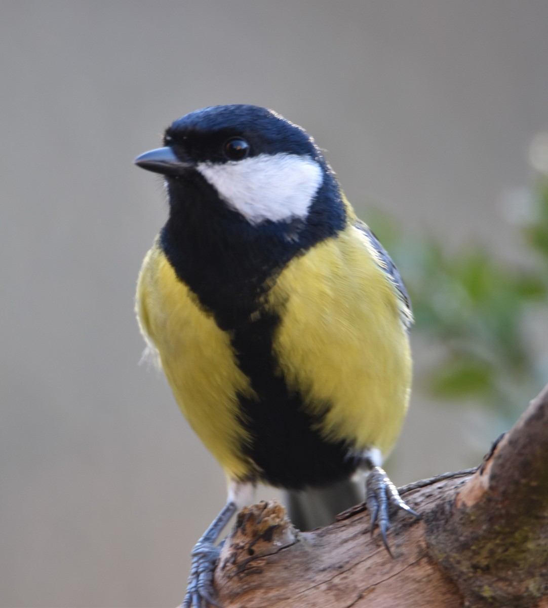 Great Tit - ML629957072
