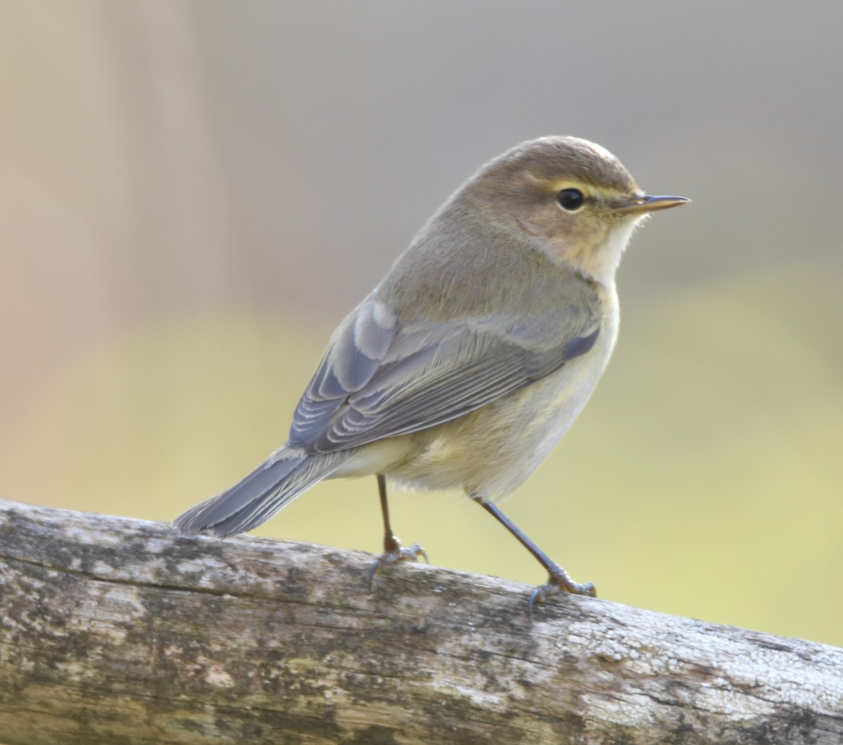 Common Chiffchaff - ML629957085