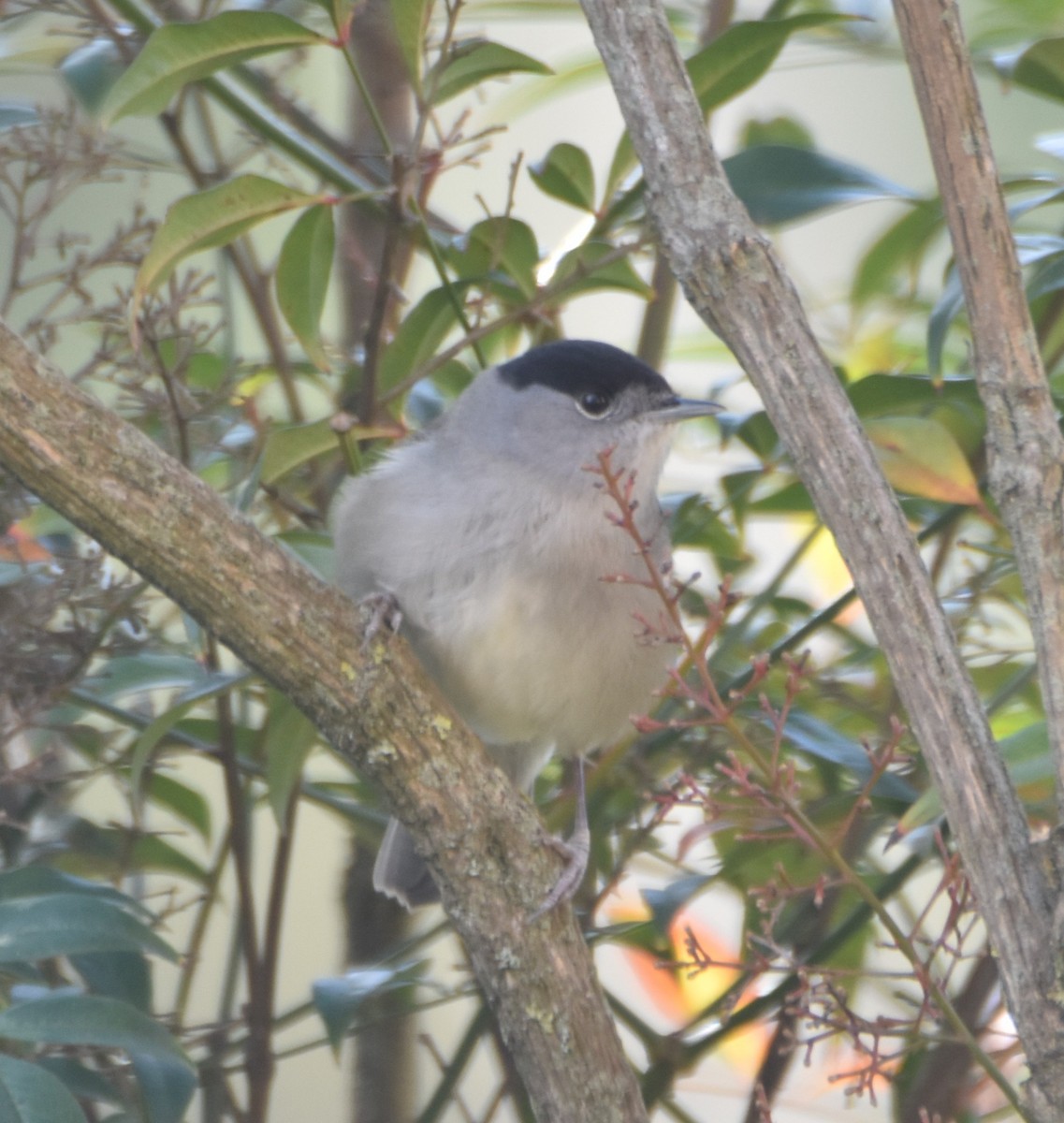 Eurasian Blackcap - ML629957103