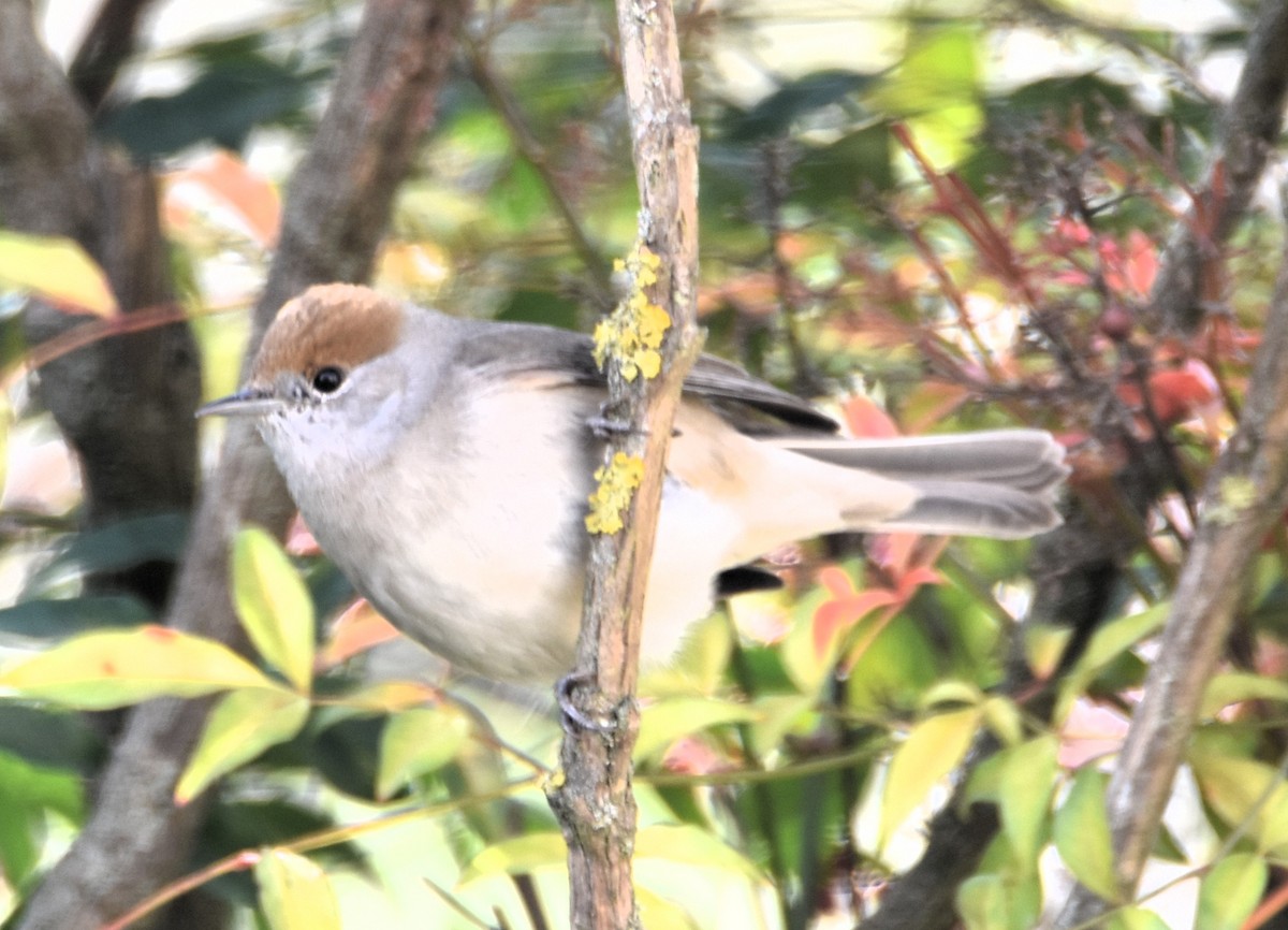 Eurasian Blackcap - ML629957104