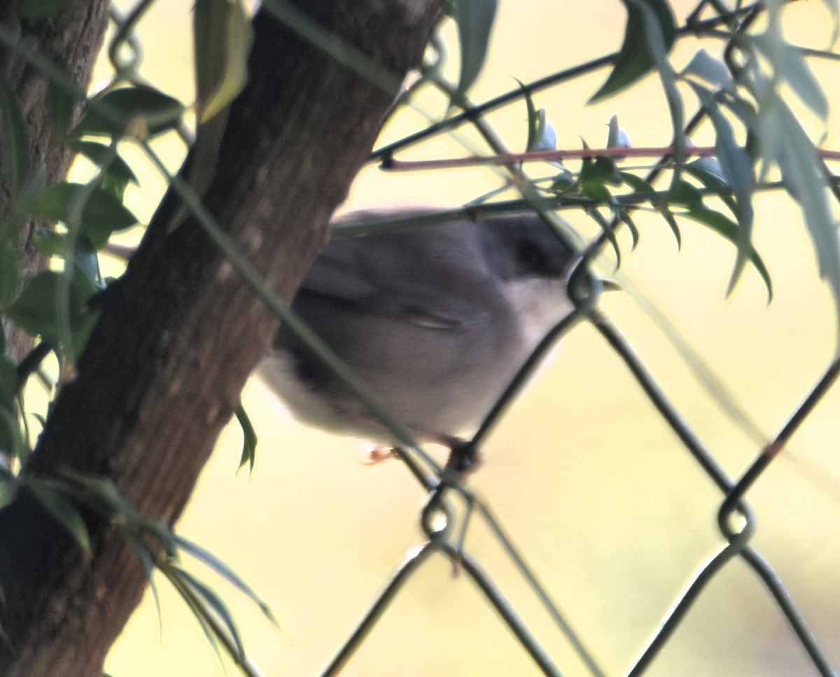 Sardinian Warbler - ML629957126