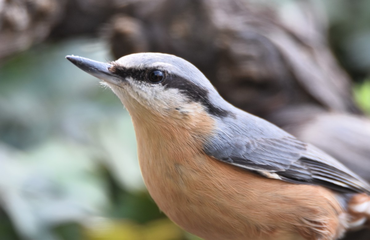 Eurasian Nuthatch - ML629957159