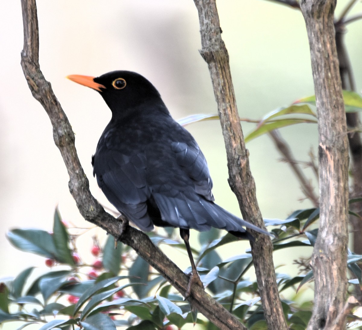 Eurasian Blackbird - ML629957176
