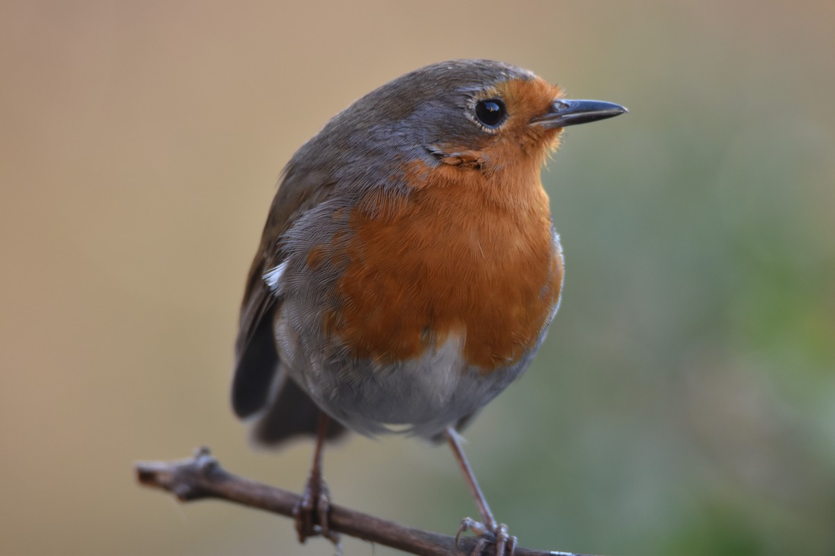 European Robin - ML629957184