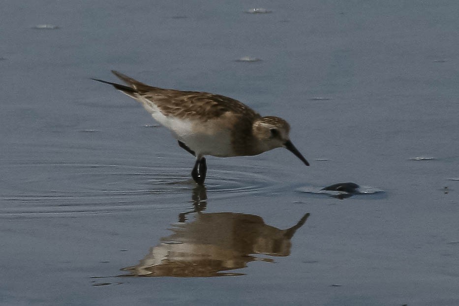 Baird's Sandpiper - ML629957187