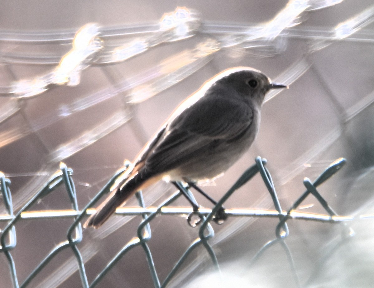 Black Redstart - ML629957197