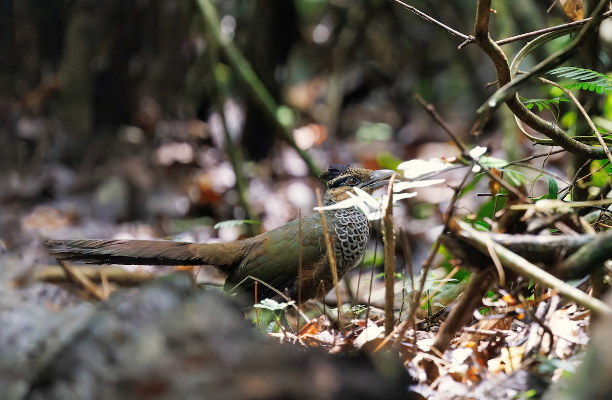 Scaled Ground-Cuckoo - ML629957259