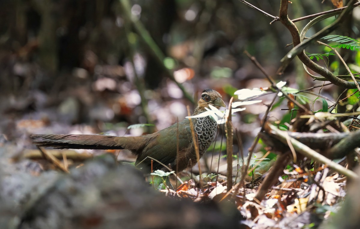 Scaled Ground-Cuckoo - ML629957260