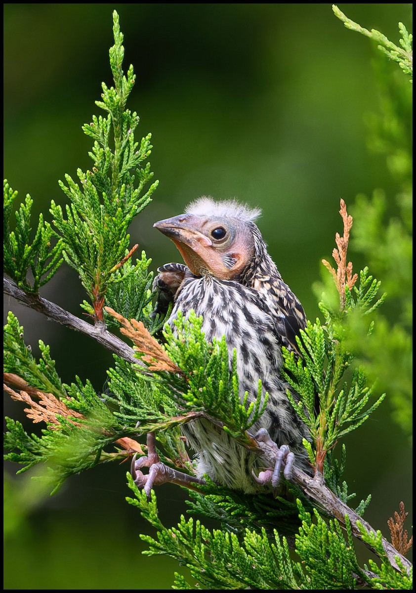Red-winged Blackbird - ML629957261