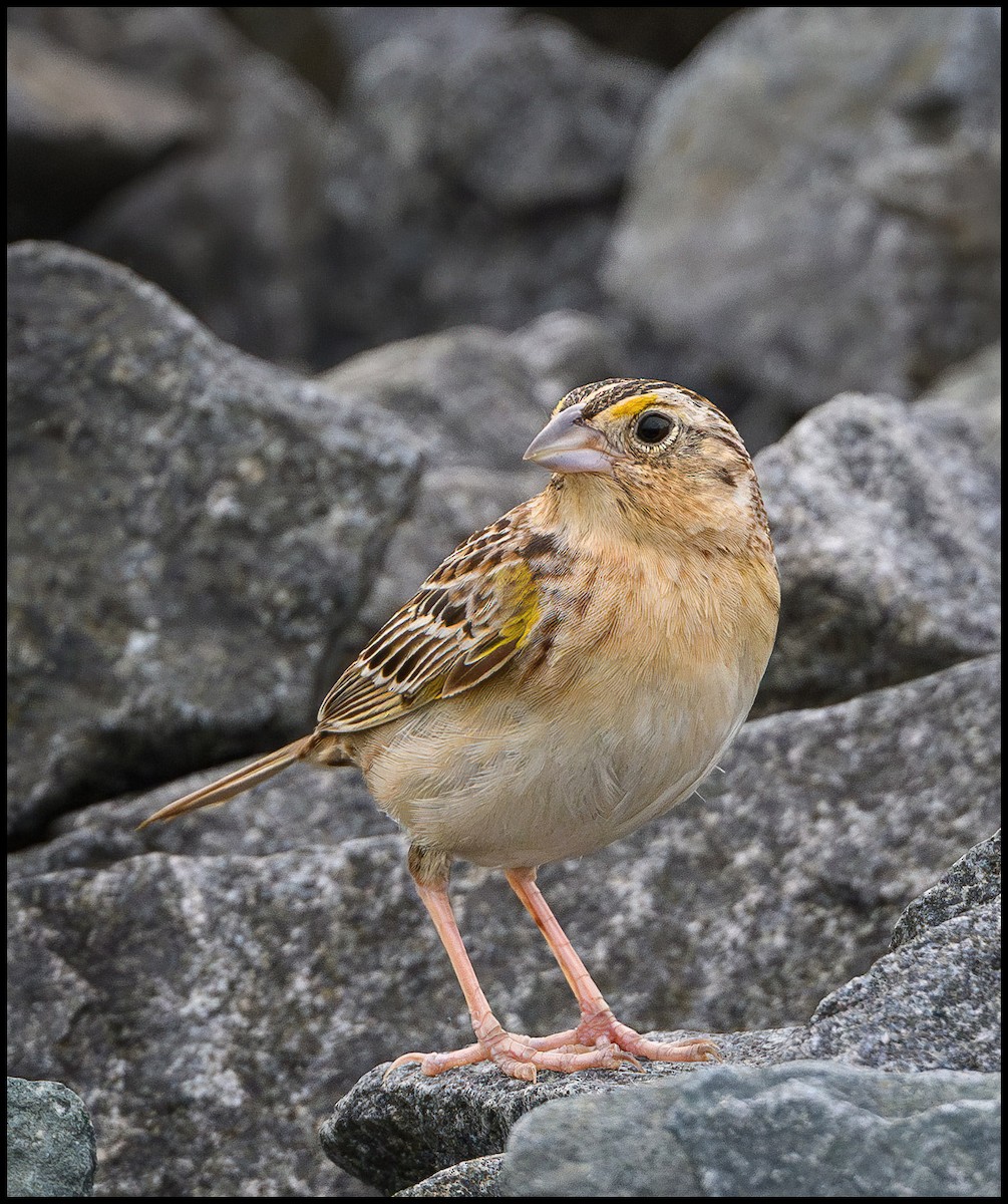 Grasshopper Sparrow - ML629957278