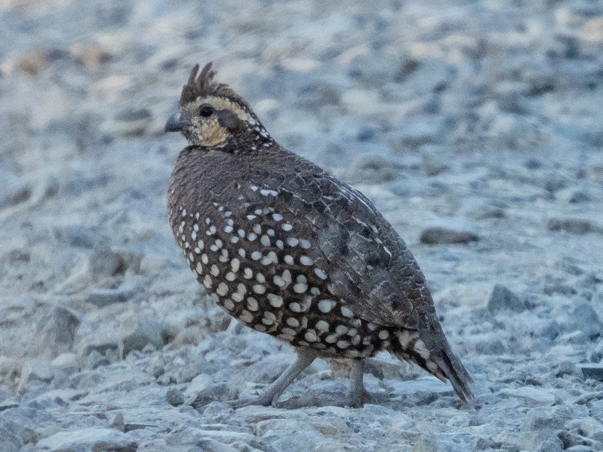 Spot-bellied Bobwhite - ML629957350