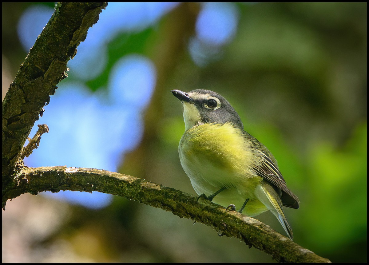 Blue-headed Vireo - Jim Emery